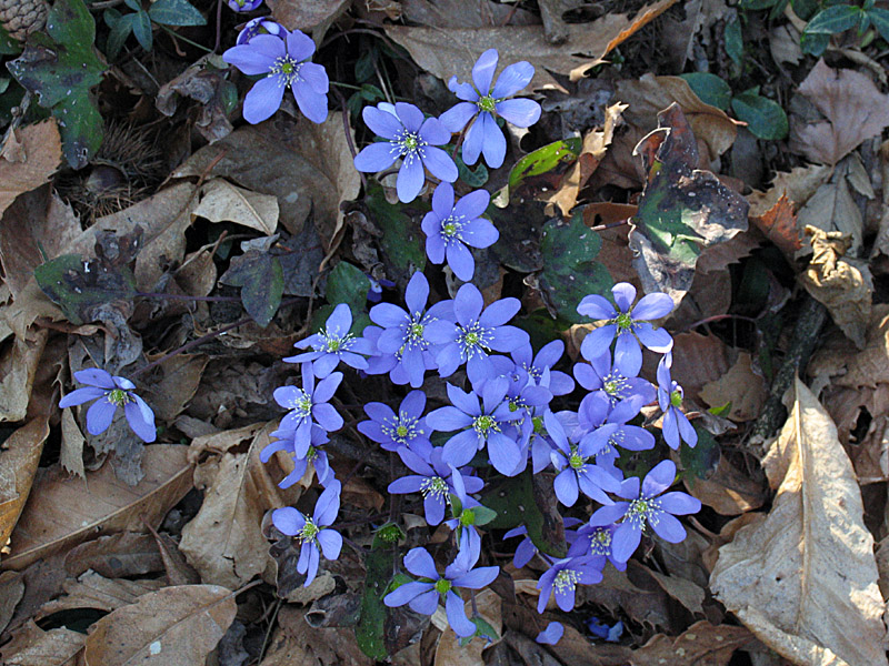 Hepatica nobilis / Erba trinit